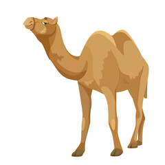 A brown camel standing, in vector illustration style, on a plain white background, depicting a desert animal. Vector illustration