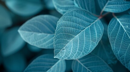 Obraz premium Delicate Skeleton Leaves Close-up, Soft Blue and Light Green Tones, Natural Texture in High Definition, Static Composition with Blurred Foreground