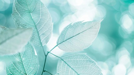 Delicate Skeleton Leaves Close-up, Soft Blue and Light Green Tones, Natural Texture in High Definition, Static Composition with Blurred Foreground