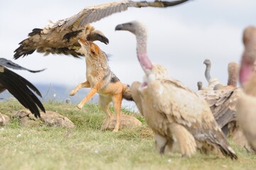 BLACKBACKED JACKAL (Canis mesomelas) competing with CAPE VULTURES (Gyps coprotheres) for scraps at...