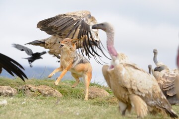 BLACKBACKED JACKAL (Canis mesomelas) competing with CAPE VULTURES (Gyps coprotheres) for scraps at...