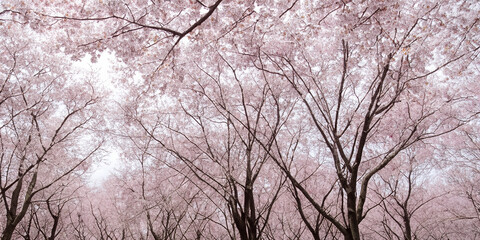 sakura tree