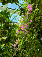 Winter garden window with blooming Bougainvillea and blue sky. Inside view