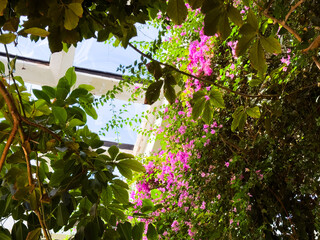 Winter garden window with blooming Bougainvillea and blue sky. Inside view