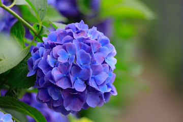 飛鳥の小径の青紫色の紫陽花