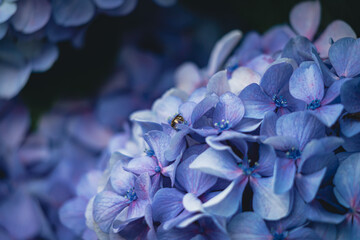 青紫色の紫陽花の蜜を吸う蜂