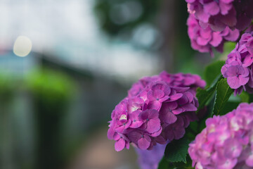 飛鳥の小径のピンク色の紫陽花