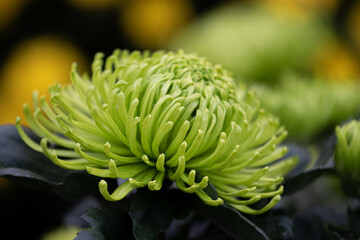 Green chrysanthemum flower close-up for background