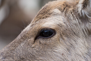 Fototapeta premium 奈良県の奈良公園に住む可愛らしい鹿たちの様子