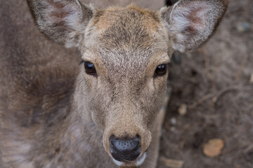 奈良県の奈良公園に住む可愛らしい鹿たちの様子