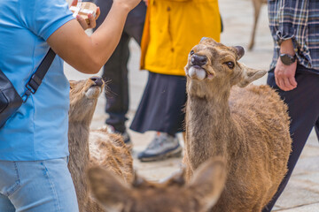日本の奈良公園で観光客から鹿せんべいをもらう鹿たち