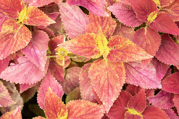 Red coleus in the garden, close up of leaves.