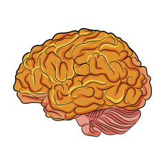 Illustration of a human brain depicted in bright orange and pink tones, vector style, on a white background, concept of intellect. Vector illustration