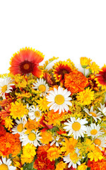 Summer background. bright colorful flowers of calendula, marigold (tagetes), chamomile on white...
