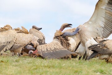CAPE VULTURES (Gyps coprotheres). squabbling and jostling on a carcass.  Southern Drakensberg,...