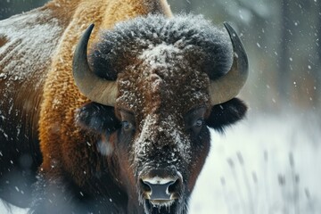 Bison snow winter forest. Animal park. Generate Ai