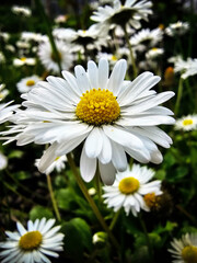Strahlende Margeriten im Sommerlicht