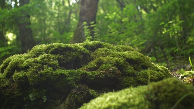 Stones overgrown with green moss and lichens against the background of the morning forest through which the rays of the sun break through. Background in blur and sun glare. Slow motion camera moving