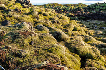 A field of moss and rocks with a blue sky in the background