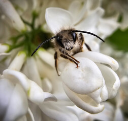 Wildbiene auf weisser Blume 