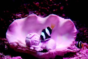 Black and white fish resting on a pink shell