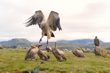 CAPE VULTURES (Gyps coprotheres) garger at a carcass in the Drakensberg foothills, Underberg,...