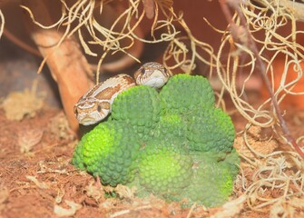 A two Western hognose snake is resting on a green leaf in an enclosure with branches and roots...