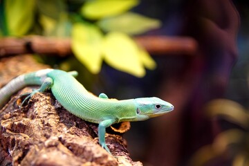 Lizard perched on a wooden branch with foliage