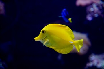 Vibrant yellow fish swimming in a large navy blue aquarium