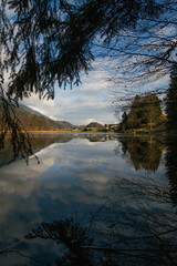 reflection of trees in water