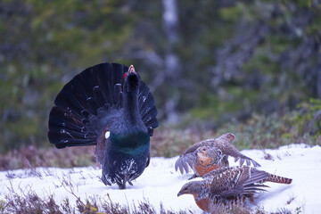 Western capercaillie (Tetrao urogallus)