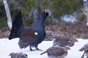 Western capercaillie (Tetrao urogallus)