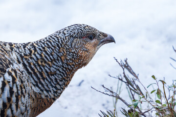 Western capercaillie (Tetrao urogallus)