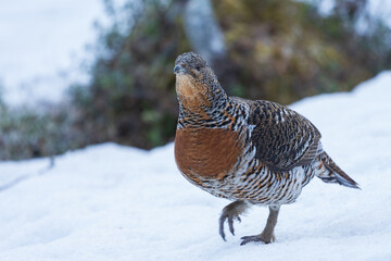 Western capercaillie (Tetrao urogallus)