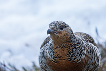 Western capercaillie (Tetrao urogallus)