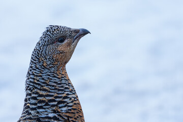 Western capercaillie (Tetrao urogallus)