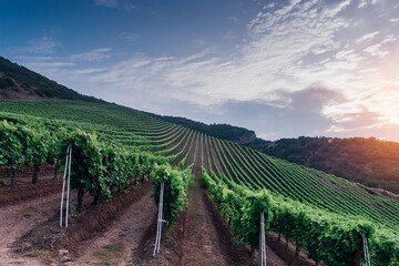 Hillside Vineyard at Dusk. Rows of Grapevines Under a Fading Sky