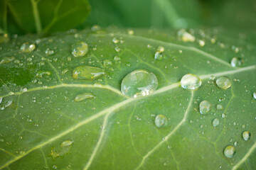 Leaves dew drops kohlrabi harvest planting water tuber bio detail greenhouse foil close-up field...