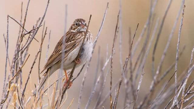 Bird, Vesper Sparrow, Branches, Colorado