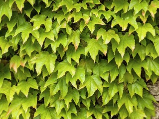 Green leaves background, nature template, foliage wallpaper