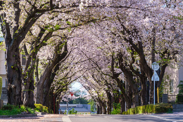Obraz premium 桜並木の道