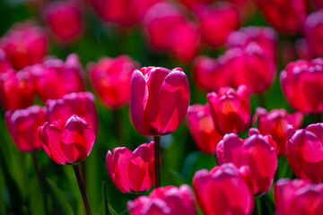 Fototapeta premium Close-up tulips in the spring garden. Beautiful blooming flowers in the spring park. Select focus shallow depth of field. Spring background. Tulipa. Blossom garden with tulips in April.