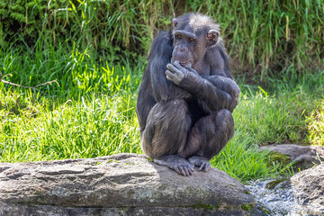Adult Chimpanzee (Pan troglodytes) sitting on a rock, in the sun, in a contemplative state, holding a finger to its upper lip.