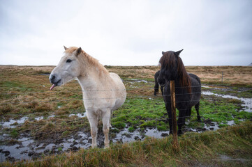 Friendly Icelandic Horses