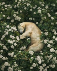 aerial view of sleeping polar bear in flowers field