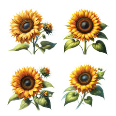Botanical watercolor painting style of Sunflower flowers, Vector Illustration