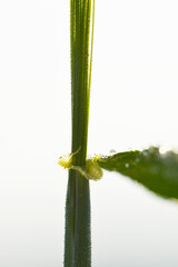 Gerste,  Wintergerste,  Hordeum vulgare L.
