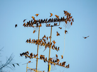 Starlings over an antenna in Milan