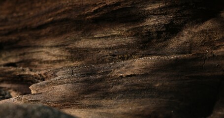 Sand and aged wood texture. Close-up, shallow dof.