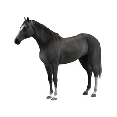 black and white horse